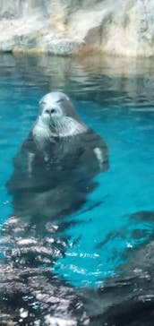 大分マリーンパレス水族館 「うみたまご」に投稿された画像（2025/11/14）
