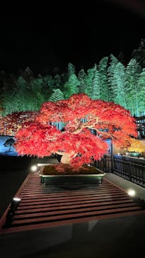 国営昭和記念公園 秋の夜散歩に投稿された画像（2025/11/14）