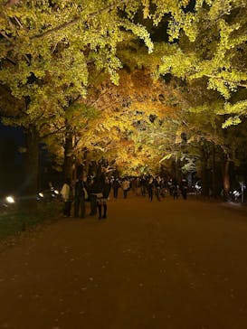 国営昭和記念公園 秋の夜散歩に投稿された画像（2025/11/14）