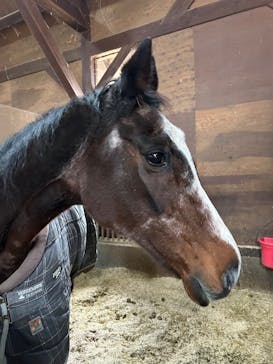 ノーザンホースパークに投稿された画像（2025/11/14）