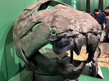 特別展「大絶滅展―生命史のビッグファイブ」に投稿された画像（2025/11/14）