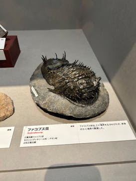 特別展「大絶滅展―生命史のビッグファイブ」に投稿された画像（2025/11/14）