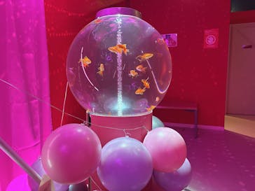 NARA KINGYO MUSEUMに投稿された画像（2025/11/14）