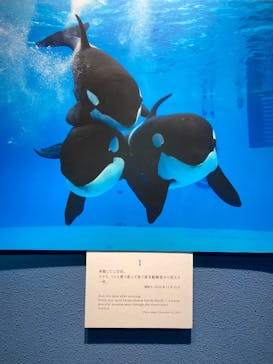 名古屋港水族館に投稿された画像（2025/11/14）