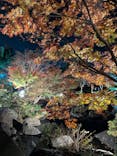国営昭和記念公園 秋の夜散歩に投稿された画像（2025/11/15）