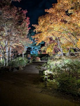 国営昭和記念公園 秋の夜散歩に投稿された画像（2025/11/15）