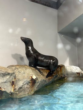 マクセル アクアパーク品川に投稿された画像（2025/11/15）