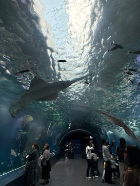 マクセル アクアパーク品川に投稿された画像（2025/11/15）