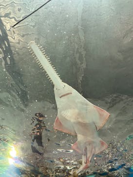 マクセル アクアパーク品川に投稿された画像（2025/11/15）