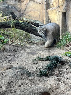 那須どうぶつ王国に投稿された画像（2025/11/15）