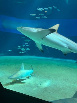 沖縄美ら海水族館に投稿された画像（2025/11/15）