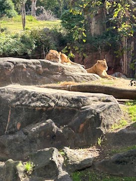天王寺動物園に投稿された画像（2025/11/15）