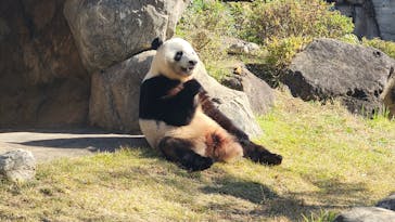 恩賜上野動物園に投稿された画像（2025/11/15）