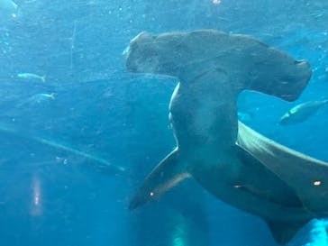 葛西臨海水族園に投稿された画像（2025/11/15）