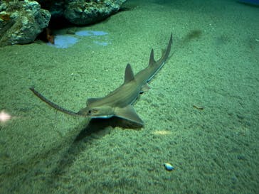 葛西臨海水族園に投稿された画像（2025/11/15）