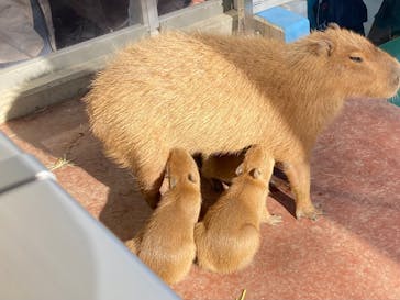 竹島水族館に投稿された画像（2025/11/15）