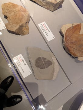特別展「大絶滅展―生命史のビッグファイブ」に投稿された画像（2025/11/15）