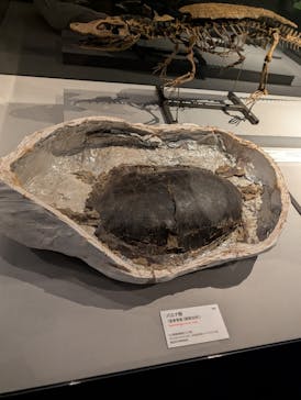 特別展「大絶滅展―生命史のビッグファイブ」に投稿された画像（2025/11/15）