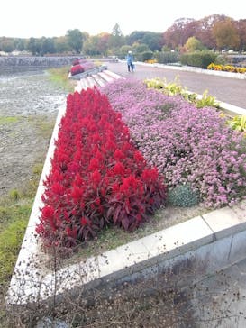 万博記念公園に投稿された画像（2025/11/15）