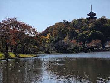 三溪園に投稿された画像（2025/11/15）