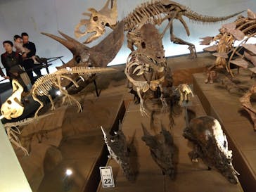 福井県立恐竜博物館に投稿された画像（2025/11/15）