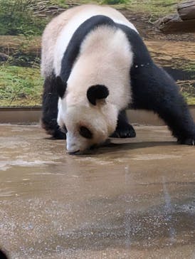 恩賜上野動物園に投稿された画像（2025/11/15）