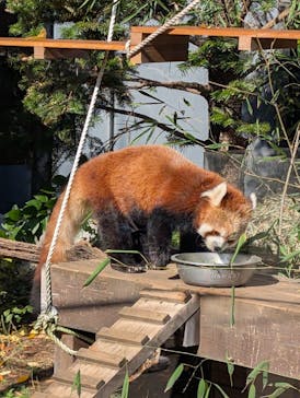 恩賜上野動物園に投稿された画像（2025/11/15）