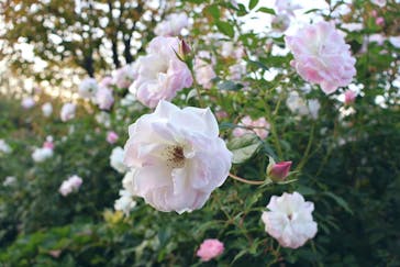 横浜イングリッシュガーデンに投稿された画像（2025/11/15）