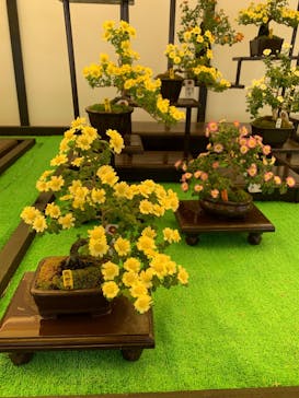 仙巌園に投稿された画像（2025/11/15）