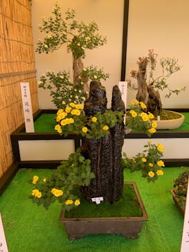 仙巌園に投稿された画像（2025/11/15）