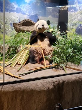 恩賜上野動物園に投稿された画像（2025/11/15）