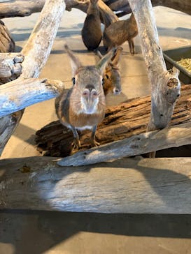 霞ケ浦 どうぶつとみんなのいえに投稿された画像（2025/11/15）