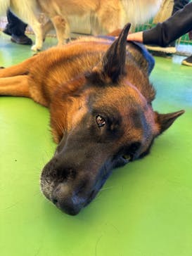 つくばわんわんランドに投稿された画像（2025/11/15）