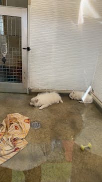 つくばわんわんランドに投稿された画像（2025/11/15）