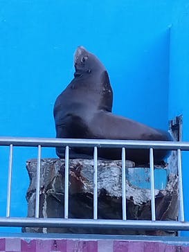 ゼロ距離水族館 伊勢シーパラダイスに投稿された画像（2025/11/15）