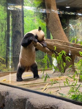 恩賜上野動物園に投稿された画像（2025/11/15）