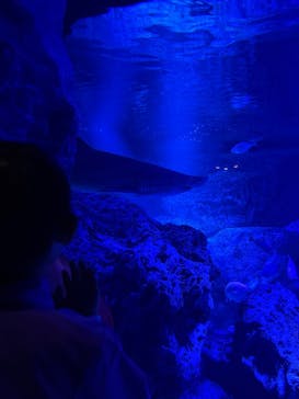 すみだ水族館に投稿された画像（2025/11/15）