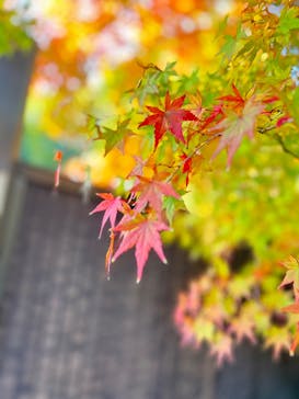 国営昭和記念公園 秋の夜散歩に投稿された画像（2025/11/15）