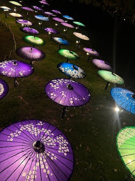 国営昭和記念公園 秋の夜散歩に投稿された画像（2025/11/15）