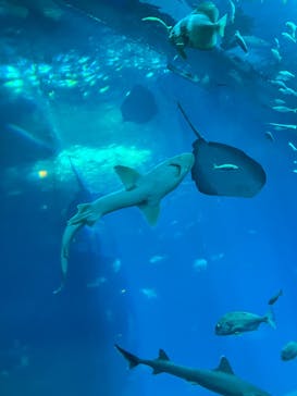 アクアワールド茨城県大洗水族館に投稿された画像（2025/11/15）