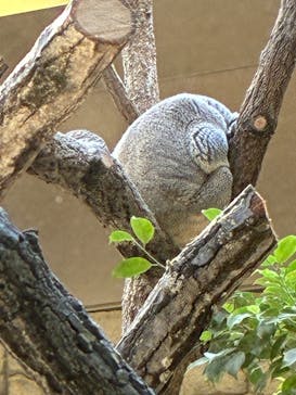 名古屋市東山動植物園に投稿された画像（2025/11/15）