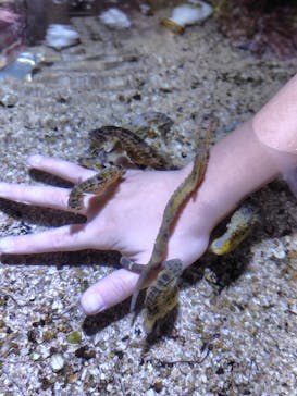 ゼロ距離水族館 伊勢シーパラダイスに投稿された画像（2025/11/15）