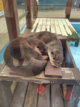 ゼロ距離水族館 伊勢シーパラダイスに投稿された画像（2025/11/15）