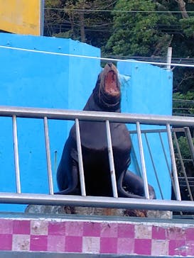 ゼロ距離水族館 伊勢シーパラダイスに投稿された画像（2025/11/15）