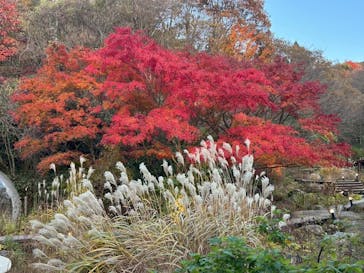 神戸六甲ミーツ・アート2025 beyondに投稿された画像（2025/11/15）