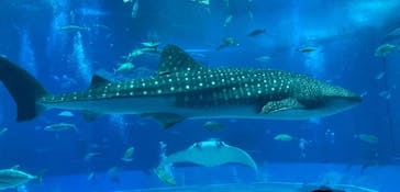 沖縄美ら海水族館に投稿された画像（2025/11/15）
