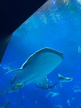 沖縄美ら海水族館に投稿された画像（2025/11/15）