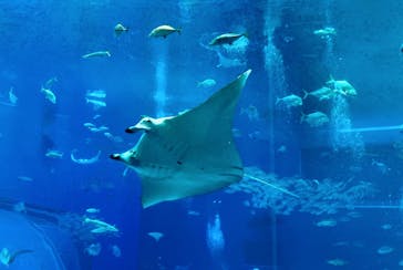 沖縄美ら海水族館に投稿された画像（2025/11/15）