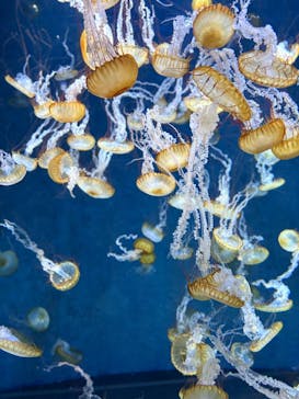 新江ノ島水族館に投稿された画像（2025/11/15）