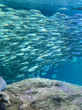 新江ノ島水族館に投稿された画像（2025/11/15）
